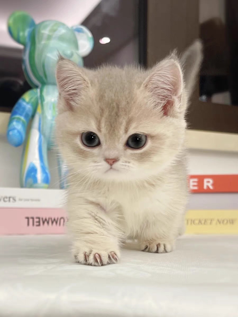 猫舍直销,批发价出售,曼基康矮脚猫